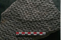 Foto (Detailansicht) von Lepidodendron sp.  (NHMW-GEO-2024-0188-11031)